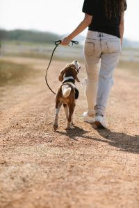 chien en balade