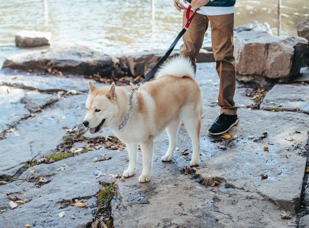 chien en promenade